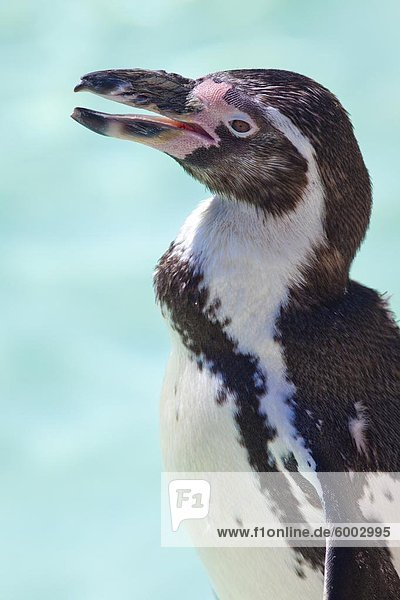 Humboldt penguin in captivity  Oxfordshire  England  United Kingdom  Europe