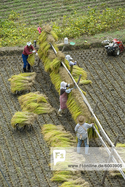Reisernte  hängen geschnitten Reis zu trocken  Hiraizumi  Iwate-Ken  Nord-Honshu  Japan  Asien