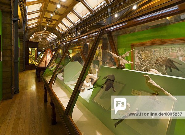 Vögel Galerie  Naturhistorisches Museum  Süd Kensington  London  England  Vereinigtes Königreich  Europa