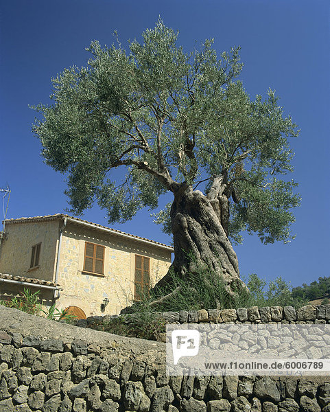 Olivenbaum im Garten ein Dorfhaus in Deya  Mallorca  Balearen  Spanien  Europa