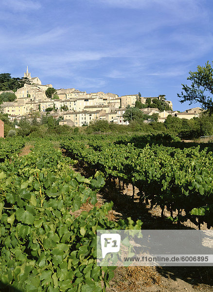 Reben im Weinberg  Dorf Bonnieux  Luberon  Vaucluse  Provence  Frankreich  Europa