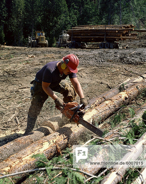 Logging in British Columbia  Canada  North America