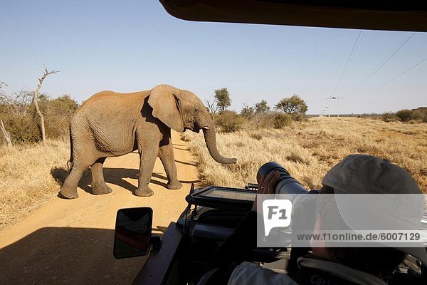 African elephant in front of safari vehicle  Madikwe Game Reserve  Madikwe  South Africa  Africa