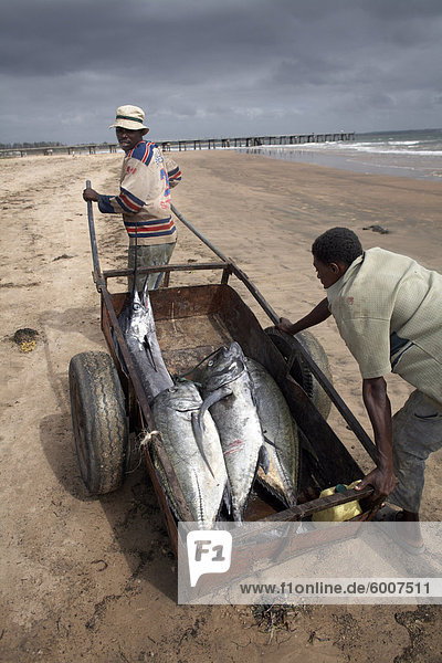 Fischer mit ihrem Fang  Malindi  Kenia  Ostafrika  Afrika