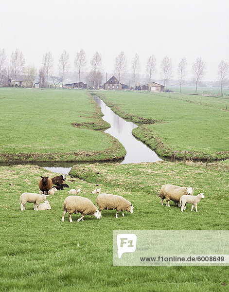 Schafe und Höfen auf wiedergewonnenen Polder landet in Amsterdam  Holland  Europa