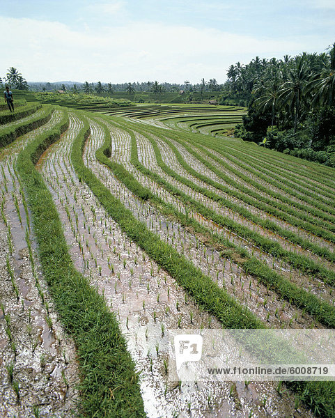 Reis Reisfelder  Bali  Indonesien  Südostasien  Asien