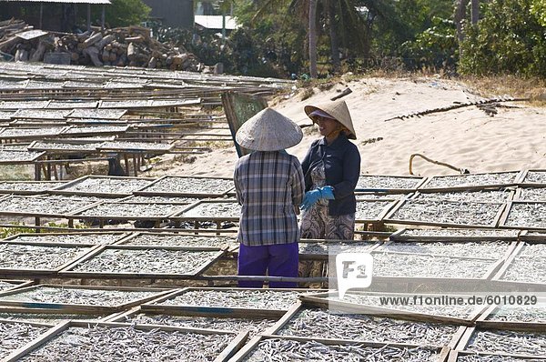 Frauen am lokalen Fischfabrik arbeiten mit trockenen Fisch  Mui Ne  Vietnam  Indochina  Südostasien  Asien