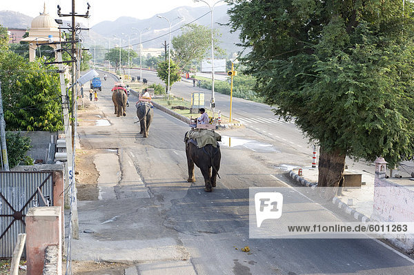 Elephants walking to work in early morning from Jaipur to the Amber Palace  Amber  Rajasthan  India  Asia