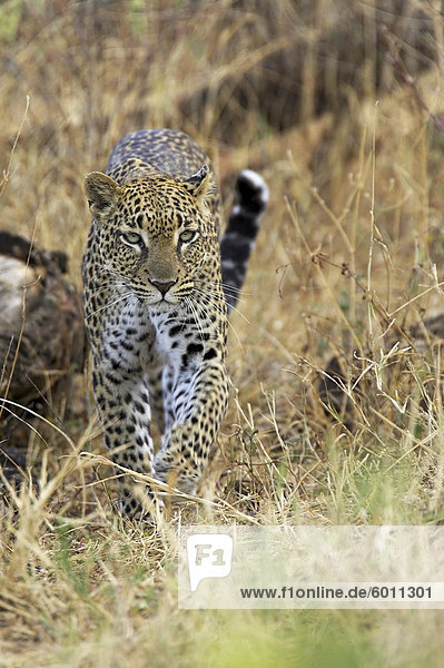 Leopard (Panthera Pardus) nähert Samburu Game Reserve Kenia Ostafrika Afrika