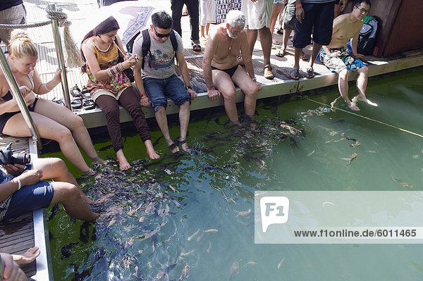 Fish therapy  Langkawi Island  Kedah State  Malaysia  Southeast Asia  Asia