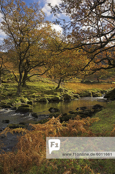 Autumn colours  Watendlath Beck  Borrowdale  Lake District National Park  Cumbria  England  United Kingdom  Europe