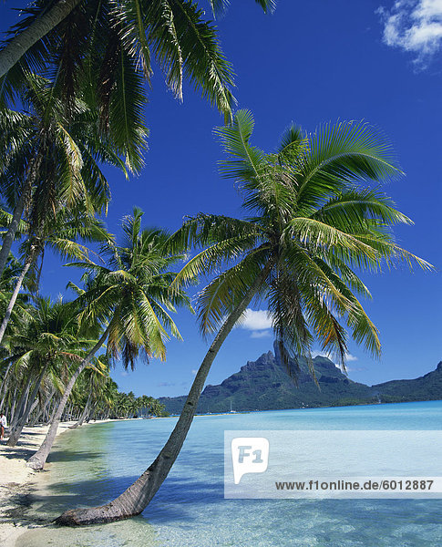 Palmen säumen die tropischen Strand und Meer auf Bora Bora (Borabora)  Tahiti  Gesellschaftsinseln  Französisch-Polynesien  Pazifische Inseln  Pazifik