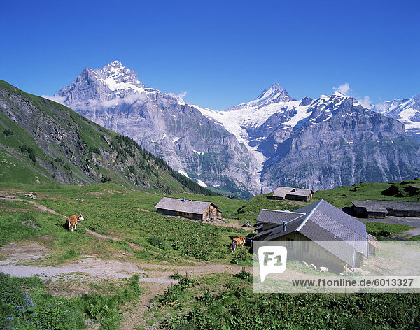 Wetterhorn und Schreckhorn  3701m 4078m  Berner Oberland  Schweizer Alpen  Schweiz  Europa