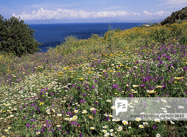 April Frühling Blumen  Zingaro Nature Reserve  Nordwesten  Insel Sizilien  Italien  mediterran  Europa