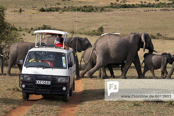 Touristen auf Safari zu sehen eine Herde von Elefanten in der Masai Mara National Reserve  Kenia  Ostafrika  Afrika