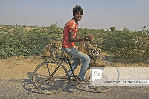 Junger Mann Radfahren mit zwei Affen  Tonk Bezirk  Rajasthan  Indien  Asien