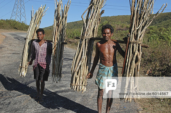 Two Mali tribesmen carrying wooden fence stakes to market  Bissam Cuttack  Rayagader district  Orissa  India  Asia