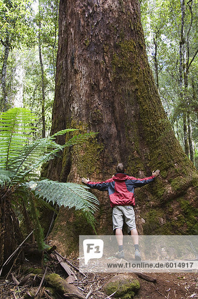 Hiker on the Tall Trees Walk dwarfed by huge trees  Mount Fields National Park  Tasmania  Australia  Pacific
