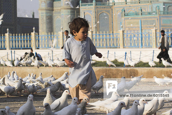 Kind  die Jagd nach der berühmten weißen Tauben  Schrein von Hazrat Ali  Mazar-I-Sharif  Provinz Balkh  Afghanistan  Asien