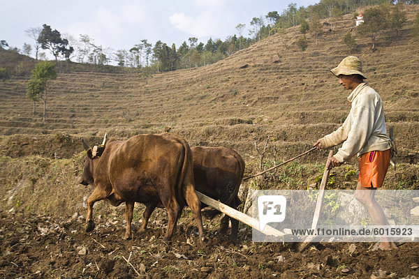 Farmer ploughing field with oxen  Royal trek  Pokhara  Nepal  Asia