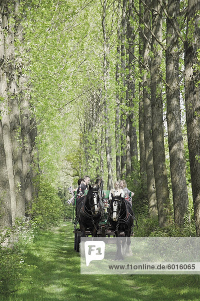 Horse and carriage carrying tourists from the childrens farm down an avenue of poplar trees in the grounds of Umberslade Hall  Tanworth in Arden  Warwickshire  England  United Kingdom  Europe