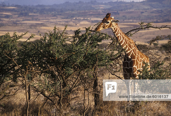 Fütterung  Kenia  Ostafrika  Afrika Giraffe