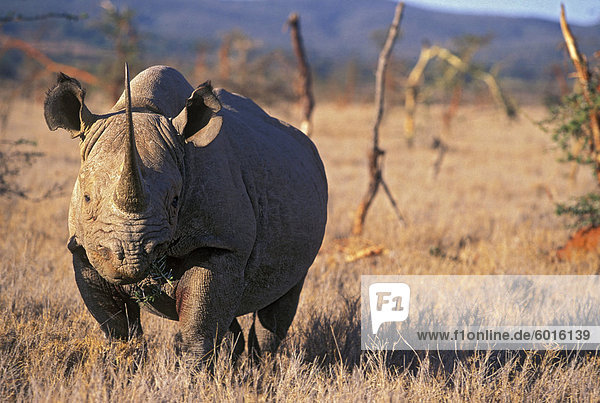 Rhino  Ostafrika  Schwarzafrika