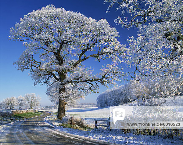 Matt Baum am Straßenrand und ländlichen Winterszene  Lincolnshire  England  Vereinigtes Königreich  Europa