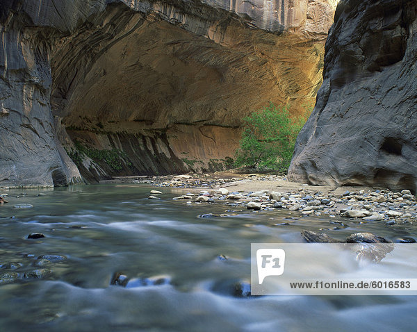 Der Virgin River fließt unter überhängenden Felsen im Zion-Nationalpark in Utah  Vereinigte Staaten von Amerika  Nordamerika