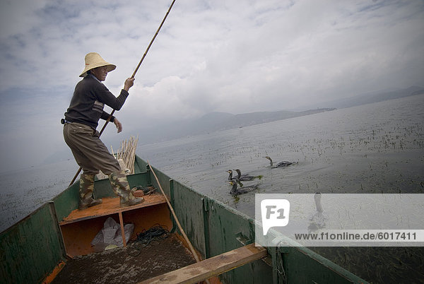 Cormorant fisherman with his birds  Erhai Lake  Dali  Yunnan  China  Asia
