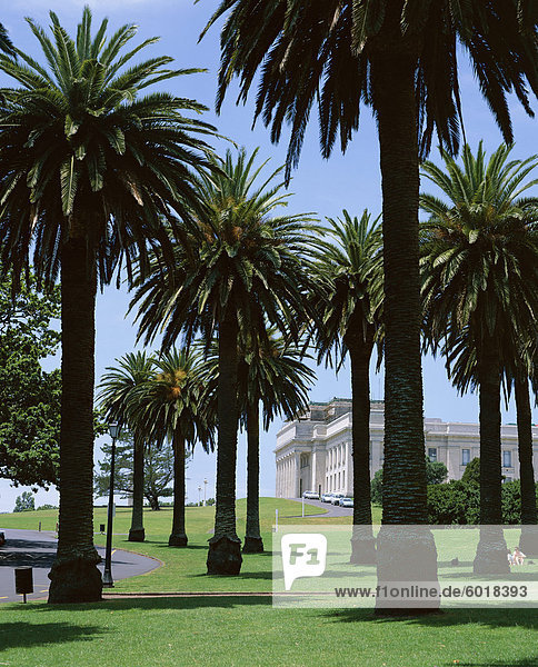 Palm trees and museum  Auckland Domain  Auckland  North Island  New Zealand  Pacific