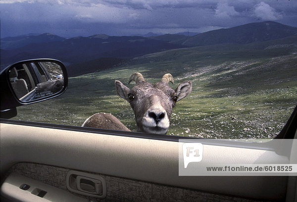 Bighorn Schafe Blick durchs Auto Fenster  Mt. Evans  Colorado  Vereinigte Staaten von Amerika  Nordamerika