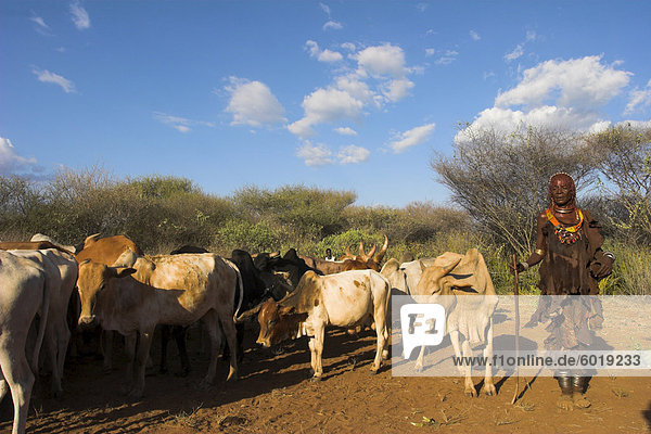 Rituellen Tanz Runde Kühe und Bullen vor dem initiieren Sprünge  Jumping der Bulls-Einleitung-Zeremonie von der Hamer (Hamar) Menschen  Turmi  unteren Omo-Tal  Äthiopien  Afrika