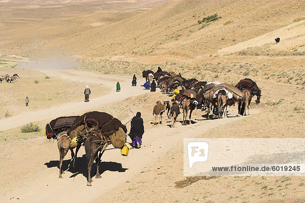 Kuchie nomad camel train  between Chakhcharan and Jam  Afghanistan  Asia
