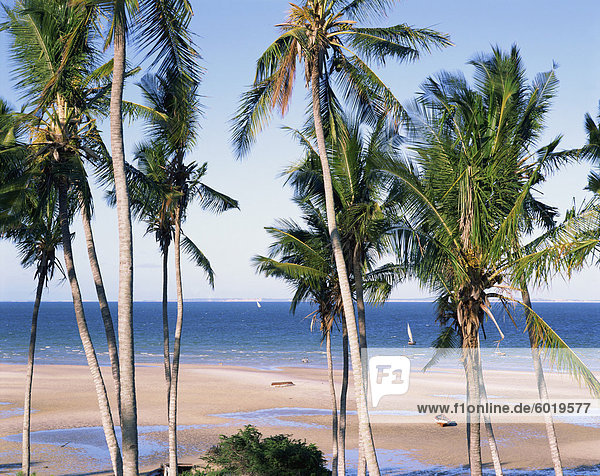 Palm Tree und tropischen Strand auf der Küste von Mosambik  Afrika