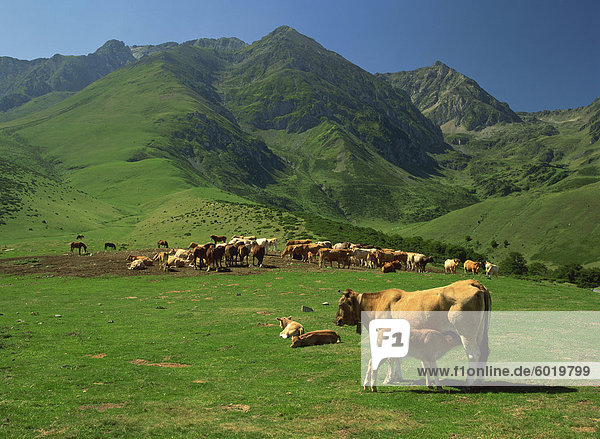 Cattle below mountain slopes near Arreau in the Pyrenees  Midi-Pyrenees  France  Europe