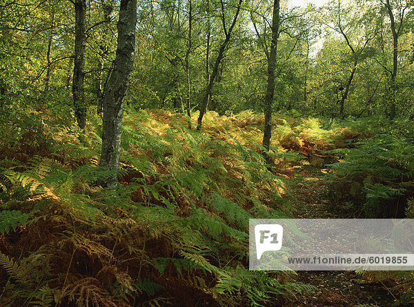 Bäume und Adlerfarn im Waldland im Herbst in Kent  England  Vereinigtes Königreich  Europa