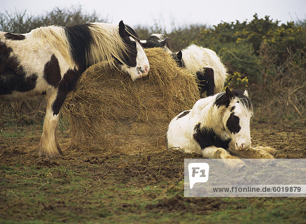 Gescheckte Welsh Ponys um einen Ballen Heu  Lydstep Point  Pembrokeshire  Wales  Vereinigtes Königreich  Europa