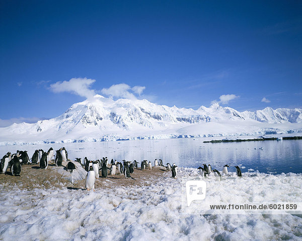 Eselspinguine und Anvers Island im Hintergrund  Antarktis  Polarregionen
