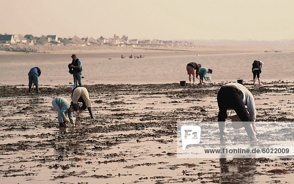 Searching for seafood on beach  Vanlee Haven  Cotentin Peninsula  Manche  Normandy  France  Europe