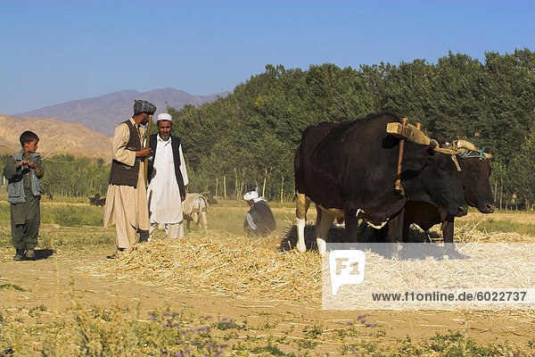 Threshing with oxen  Bamiyan Province  Afghanistan  Asia