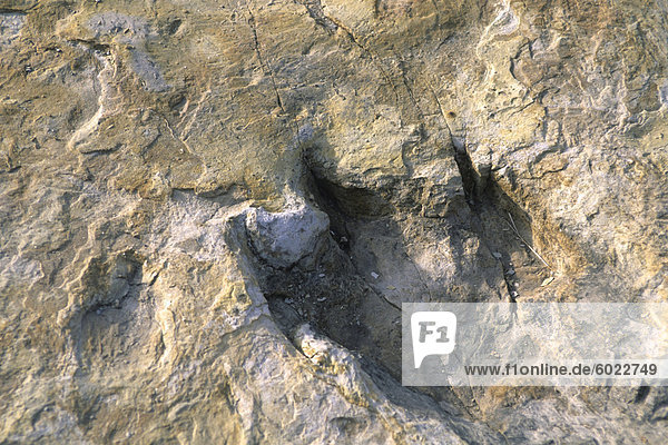 Nahaufnahme des Dinosaur Fußabdruck  Dinosaurier Trackway  Clayton Lake State Park  Clayton  New Mexico  Vereinigte Staaten von Amerika  Nordamerika