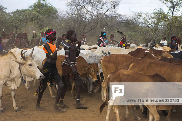 Ritual dancing round cows and bulls before the initiate jumps  Jumping of the Bulls initiation ceremony of the Hamer (Hamar) people  Turmi  Lower Omo Valley  Ethiopia  Africa