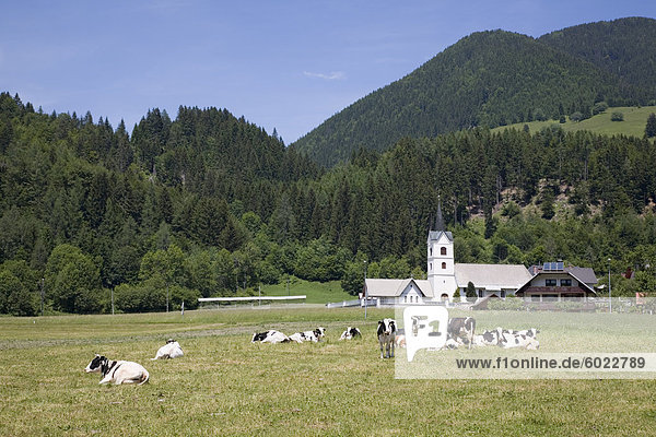 Kühe in Feld und Dorf Kirche St. Andreas in den Ausläufern der Karawanken  Zgornjesavska Tal  Julische Alpen  Podkoren  Dolina  Slowenien  Europa
