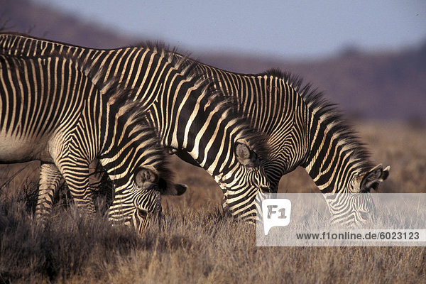 Zebra Weiden  Kenia  Ostafrika  Afrika
