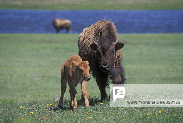 Bison und Kalb  Yellowstone Nationalpark  Wyoming  Vereinigte Staaten von Amerika  Nordamerika