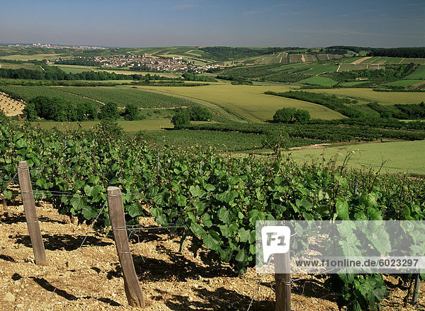 Weinberge bei Irancy  Burgund  Frankreich  Europa
