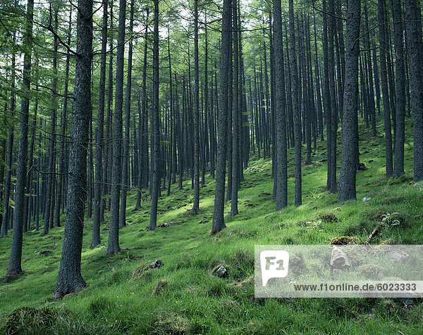 Baum-Muster  Burtness Wood  Seenplatte  Cumbria  England  Vereinigtes Königreich  Europa
