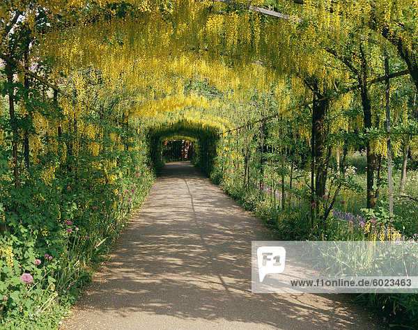 Laburnum Walk in Wilderness Gardens  Hampton Court  Groß-London  England  Großbritannien  Europa