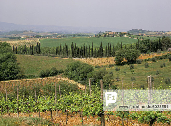 Reben und Weinberge auf hügelig im Herzen des Chianti District nördlich von Siena  San Leonino  Siena  Toskana  Italien  Europa
